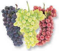 Manufacturers Exporters and Wholesale Suppliers of Fresh Grapes Mumbai Maharashtra